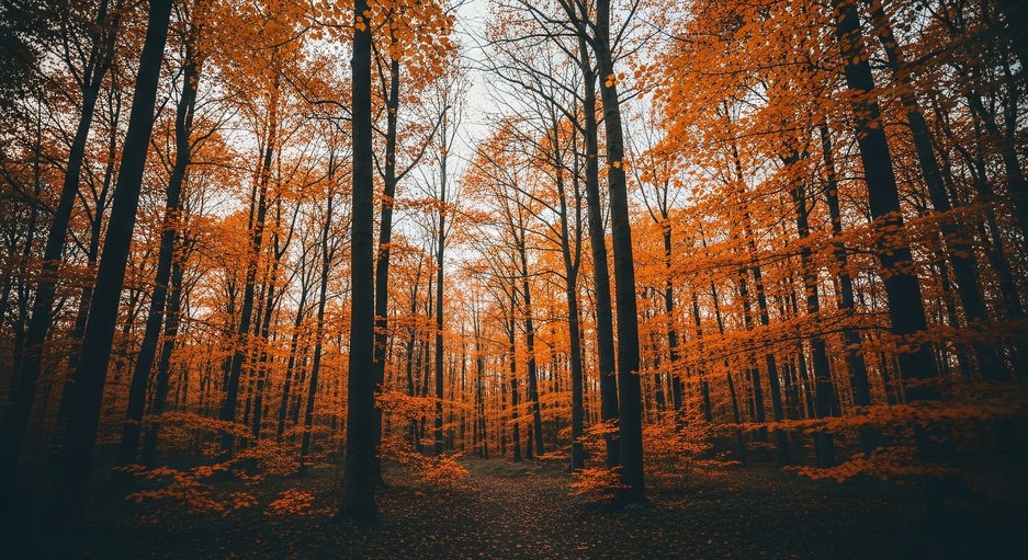 Les pranayamas d'automne