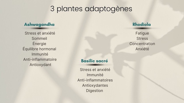 Les trois plantes adaptogénes