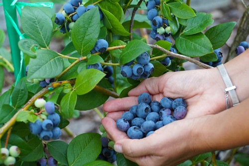 Les vertus de la myrtille