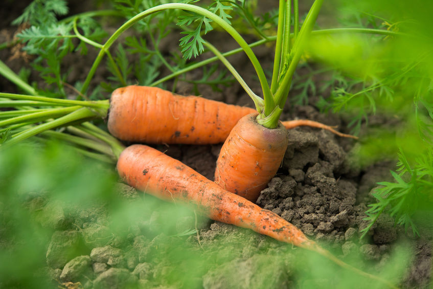 Pourquoi faut-il une alimentation à dominance vegetale ? Une alimentation à dominance végétale ….